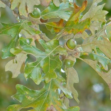 Image of post oak acorns in a tree.